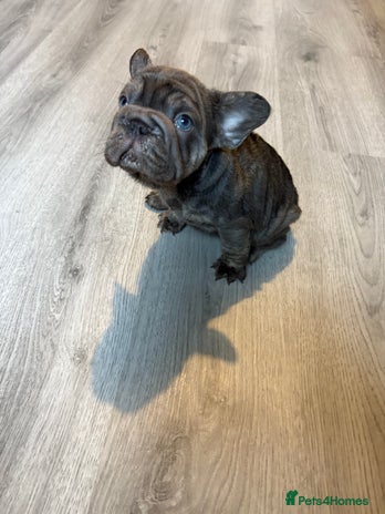 French Bulldog dogs - Advert 2