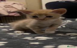 Domestic Shorthair cats for sale: 4 beautiful kittens looking for homes 🏡🥰 - Image 7