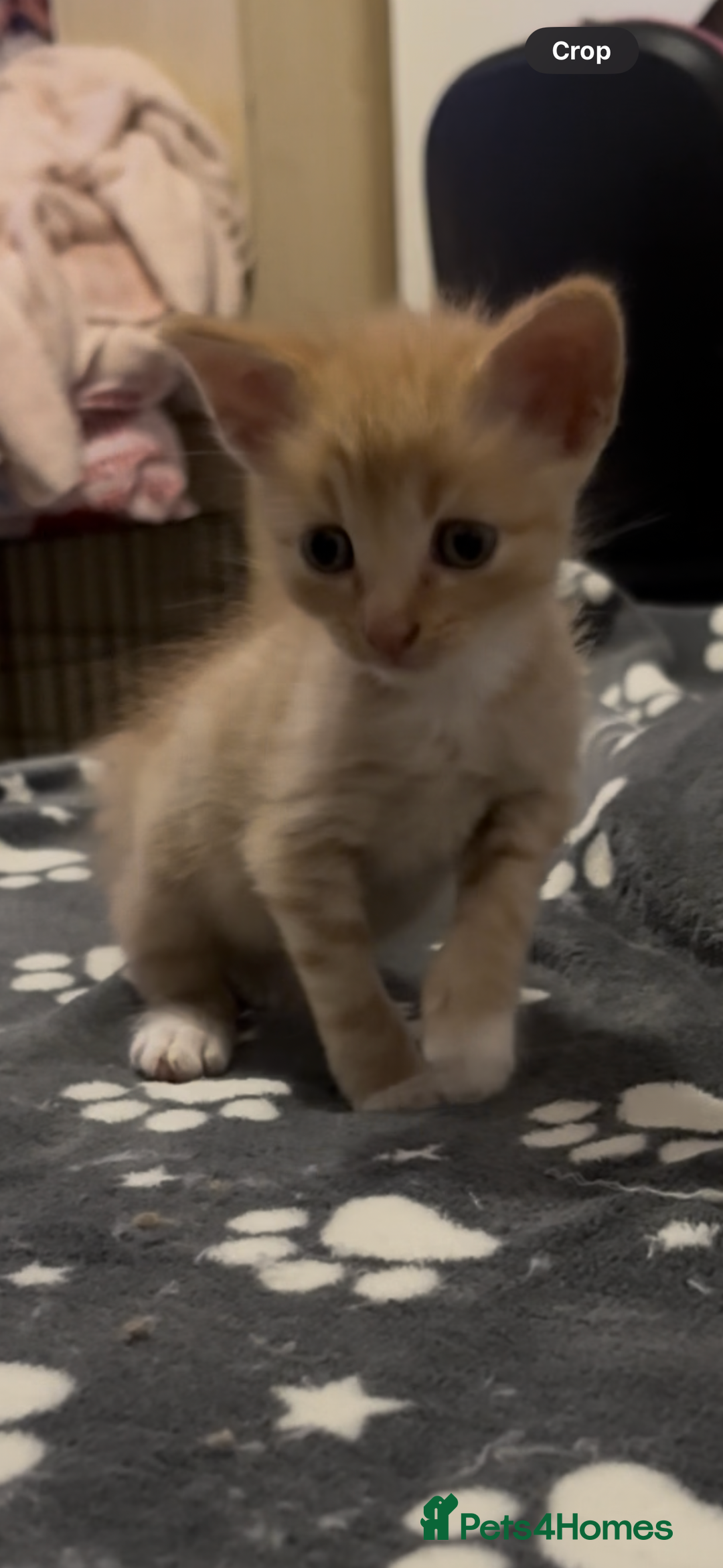Domestic Shorthair cats for sale: 4 beautiful kittens looking for homes 🏡🥰 - Image 7