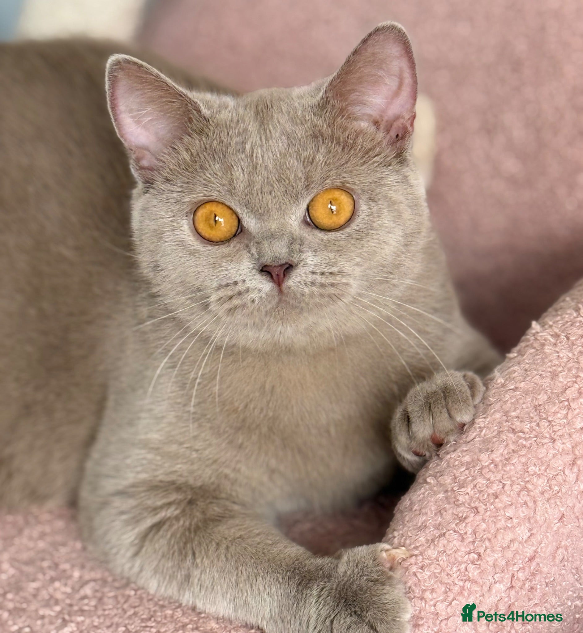 British Shorthair cats Lilac British shorthair female  - Advert 1