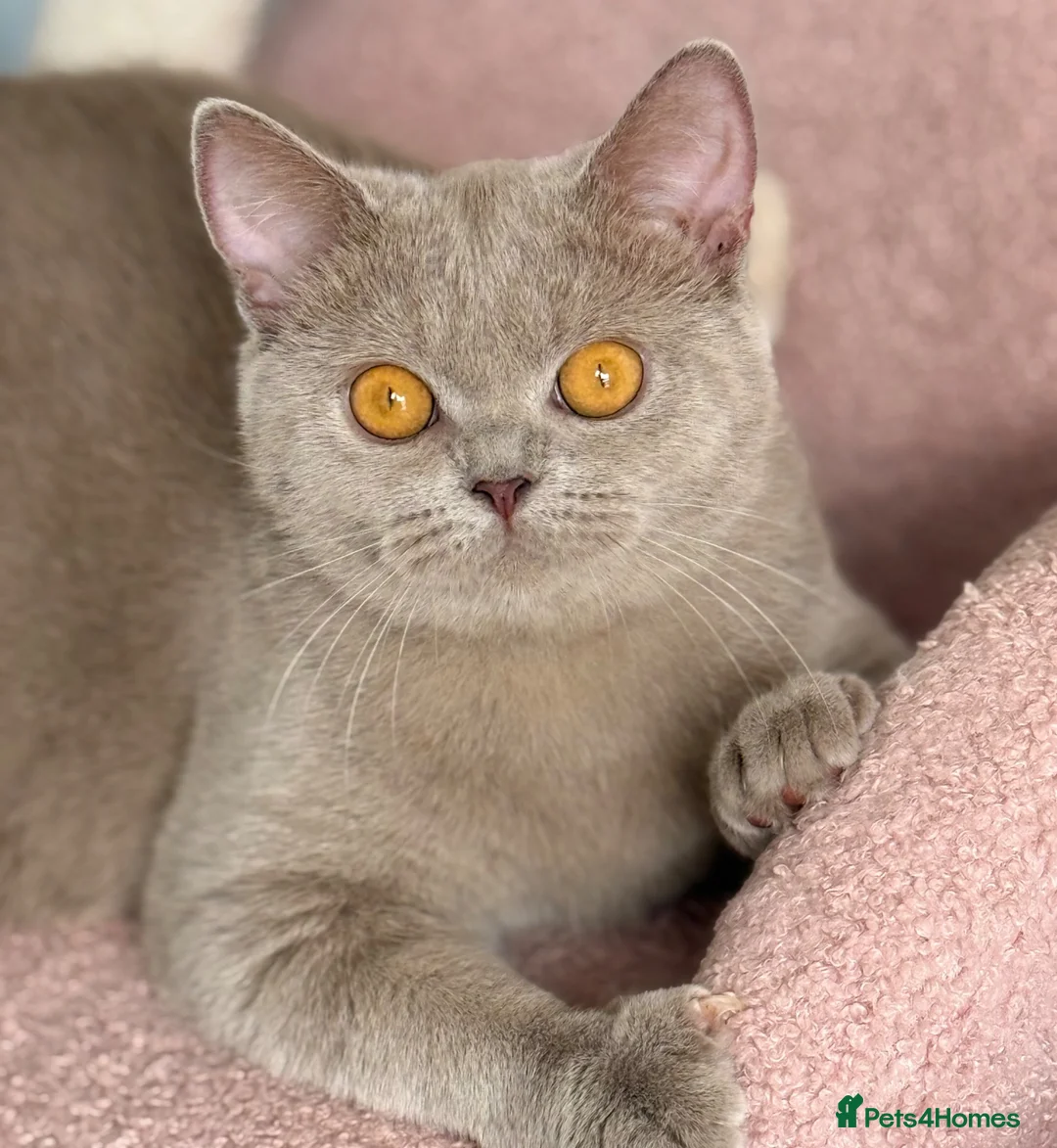 British Shorthair cats for sale: Lilac British shorthair female  - Advert 1