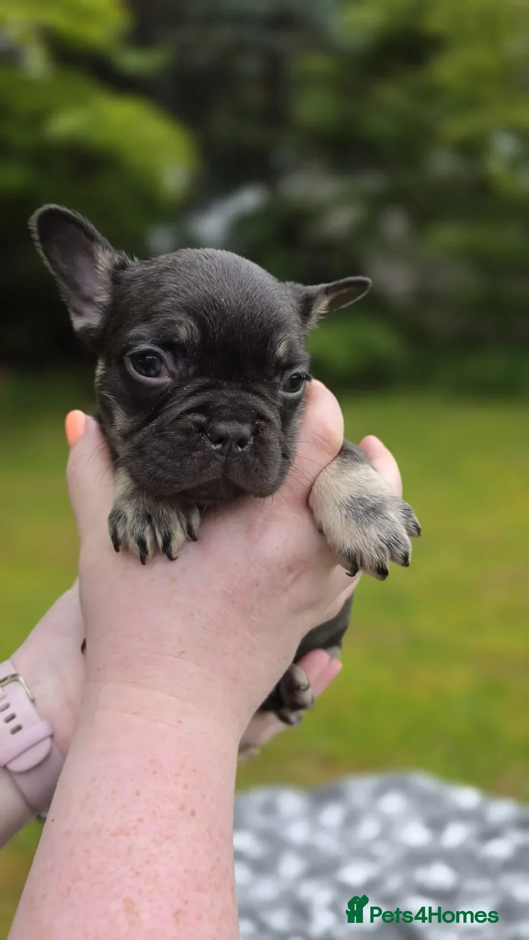 French Bulldog dogs French Bulldog - Cocoa/Tan Female - Advert 2