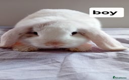 Mini Lion Lop rabbits for sale: Pure bred mini Lops ready to leave  - Image 10
