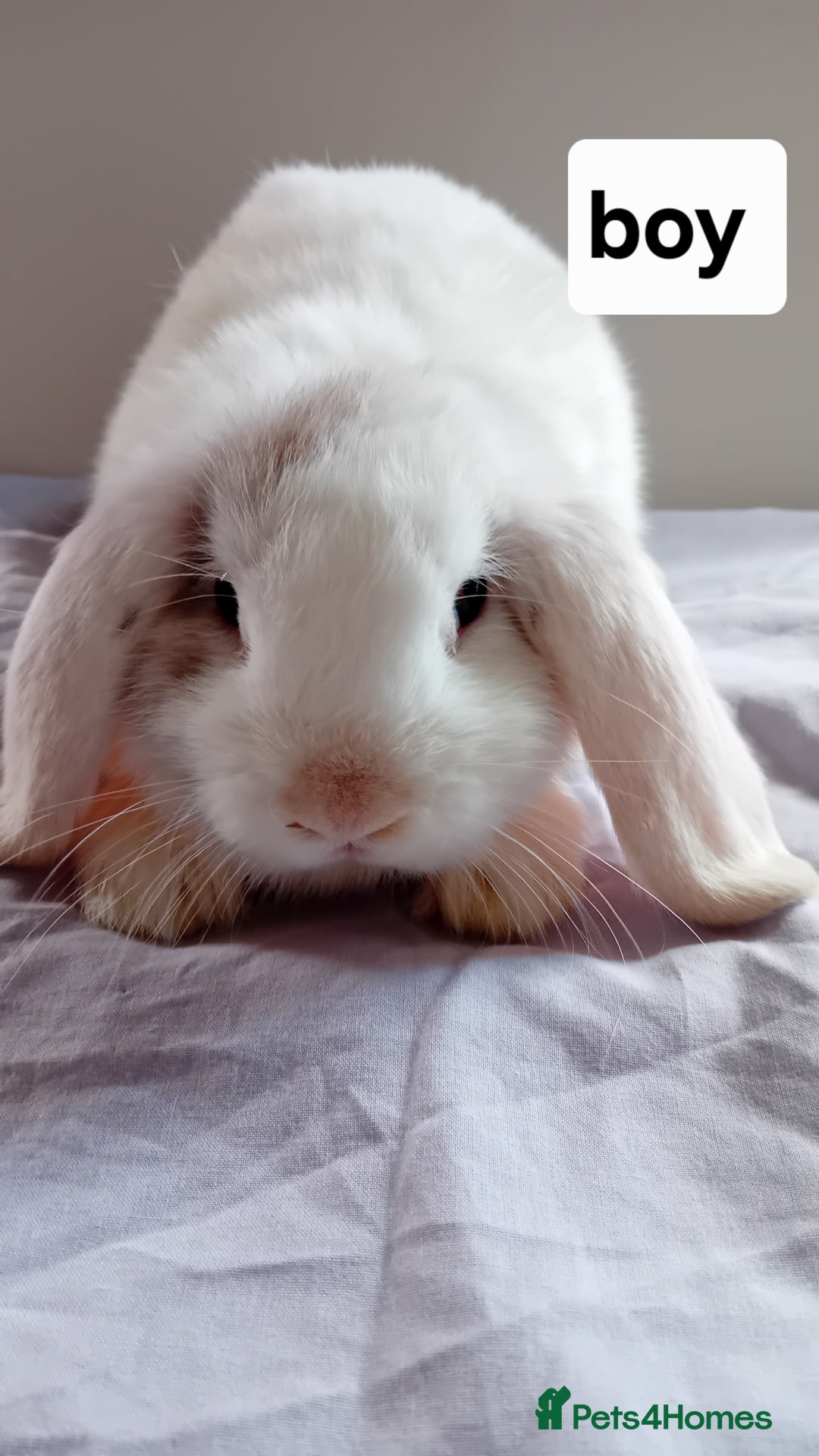 Mini Lion Lop rabbits for sale: Pure bred mini Lops ready to leave  - Image 10