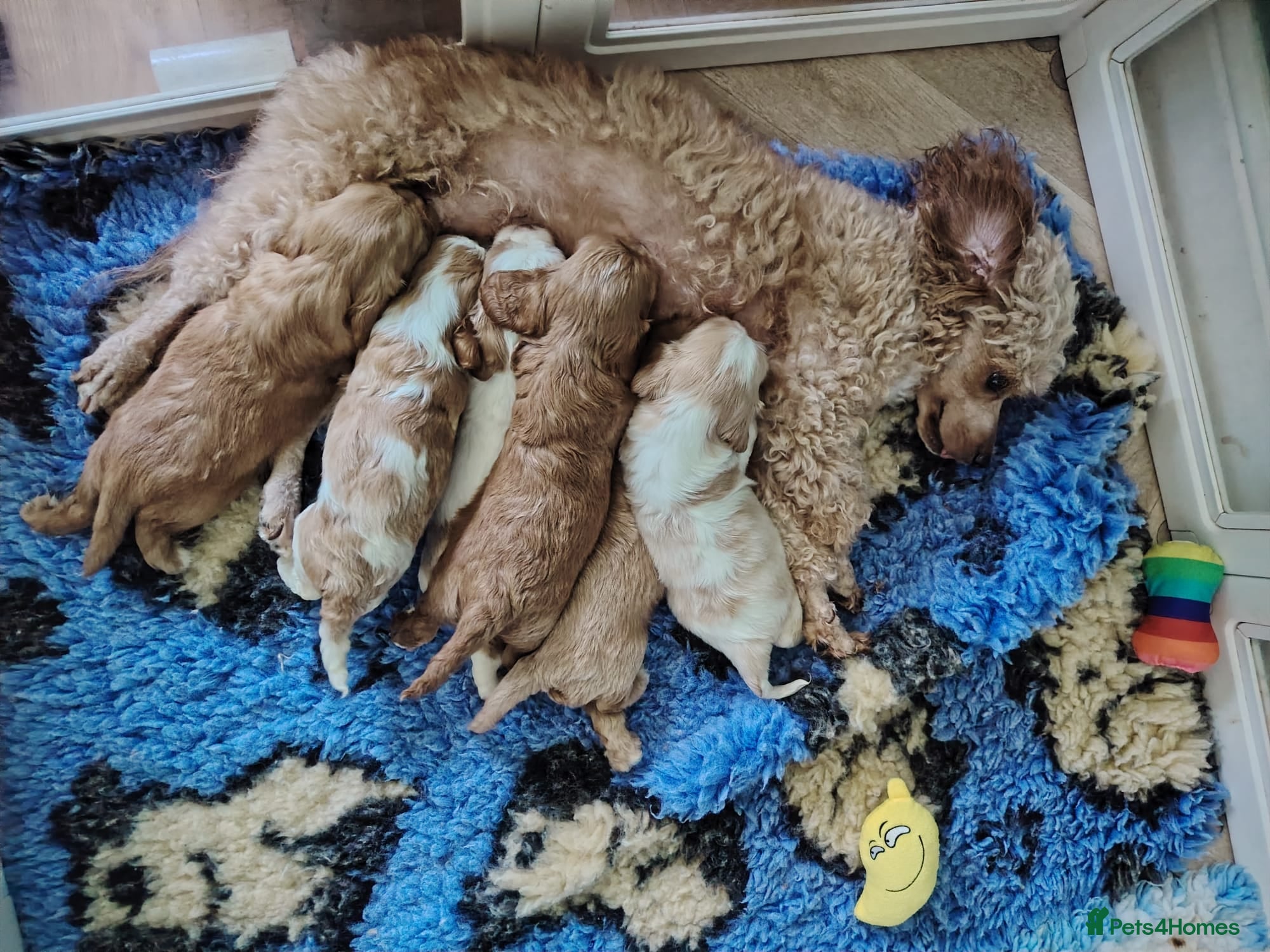 Cavapoo dogs F1B Cavapoo Puppies Health Tested KC Parents - Advert 2