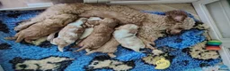 Cavapoo dogs for sale: F1B Cavapoo Puppies Health Tested KC Parents - Advert 2