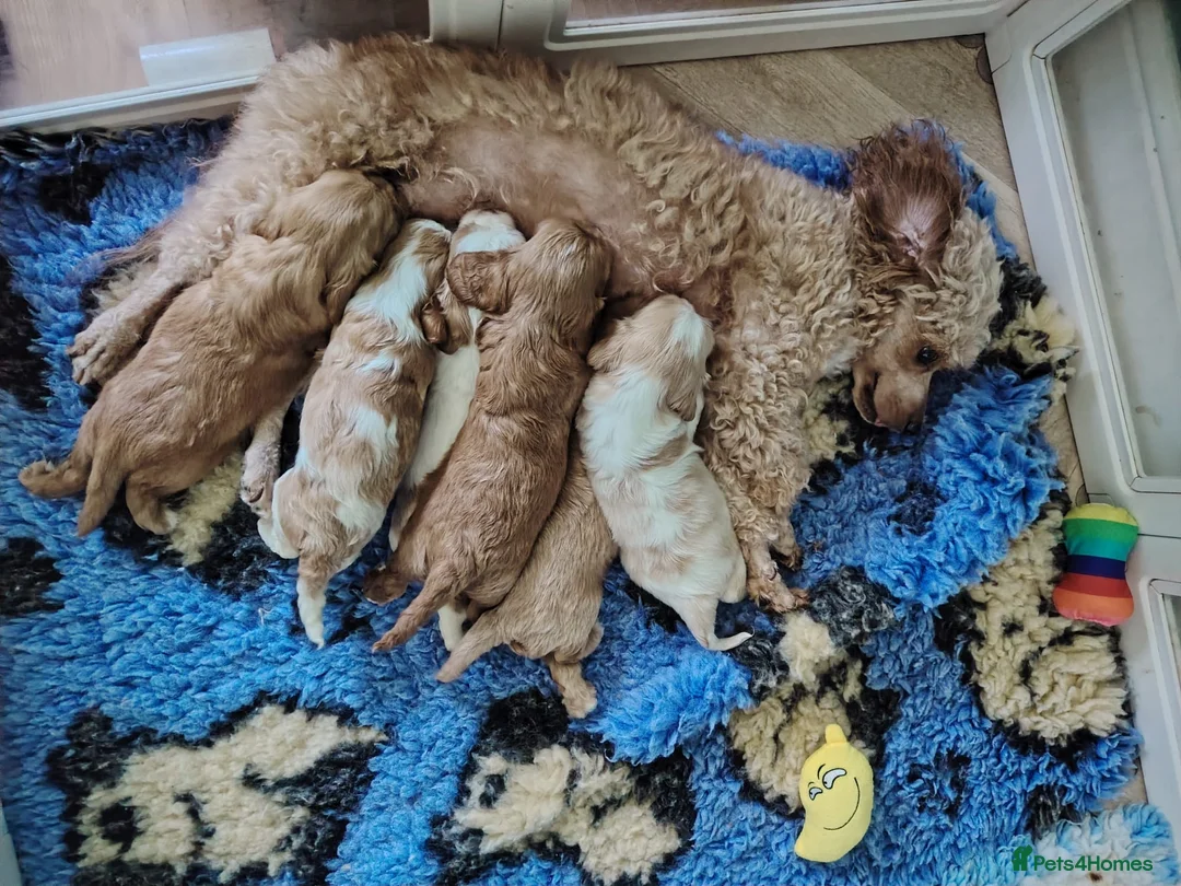 Cavapoo dogs for sale: F1B Cavapoo Puppies Health Tested KC Parents - Advert 2