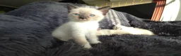 Ragdoll cats for sale: Ragdoll Cross Kittens  - Advert 6