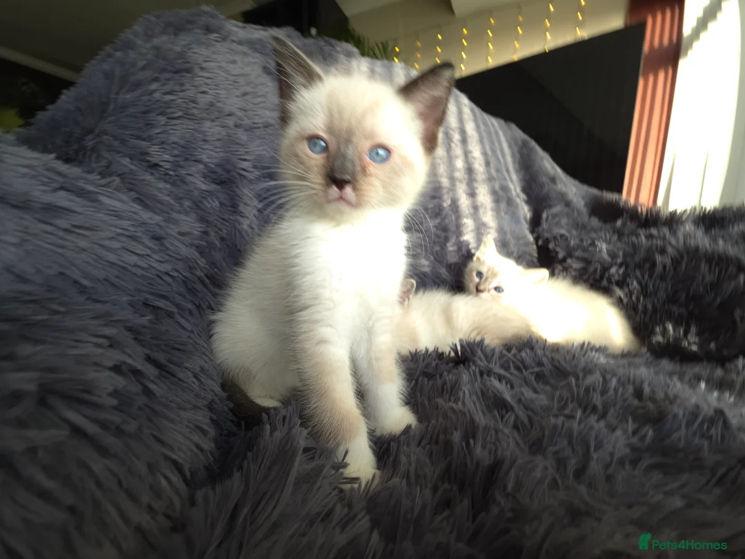 Ragdoll cats for sale: Ragdoll Cross Kittens  - Advert 6