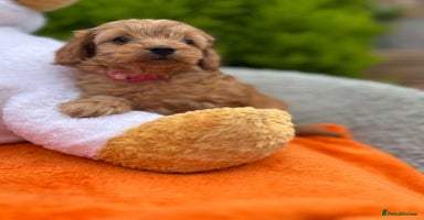 Cockapoo dogs - Advert 3