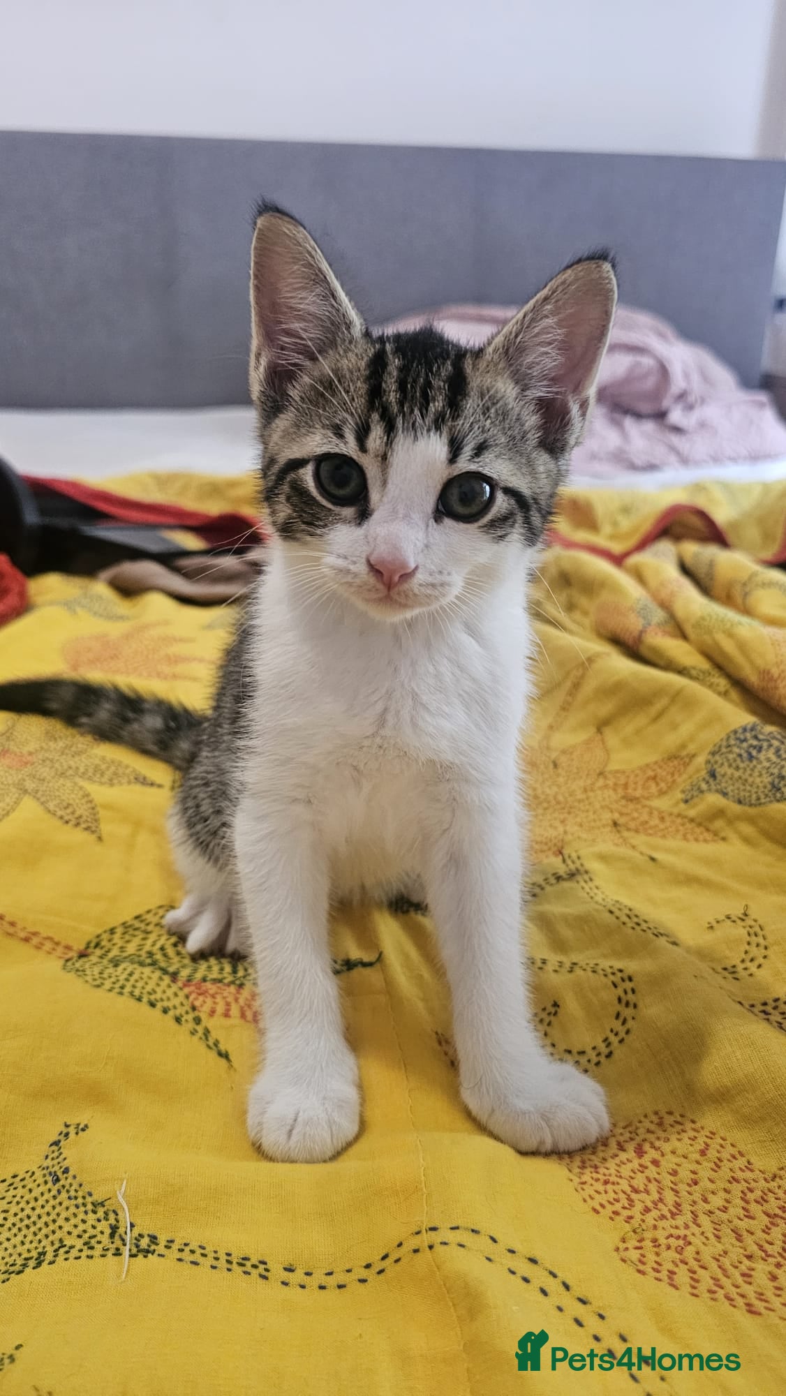 Mixed Breed cats Gorgeous kittens looking for forever home - Advert 8