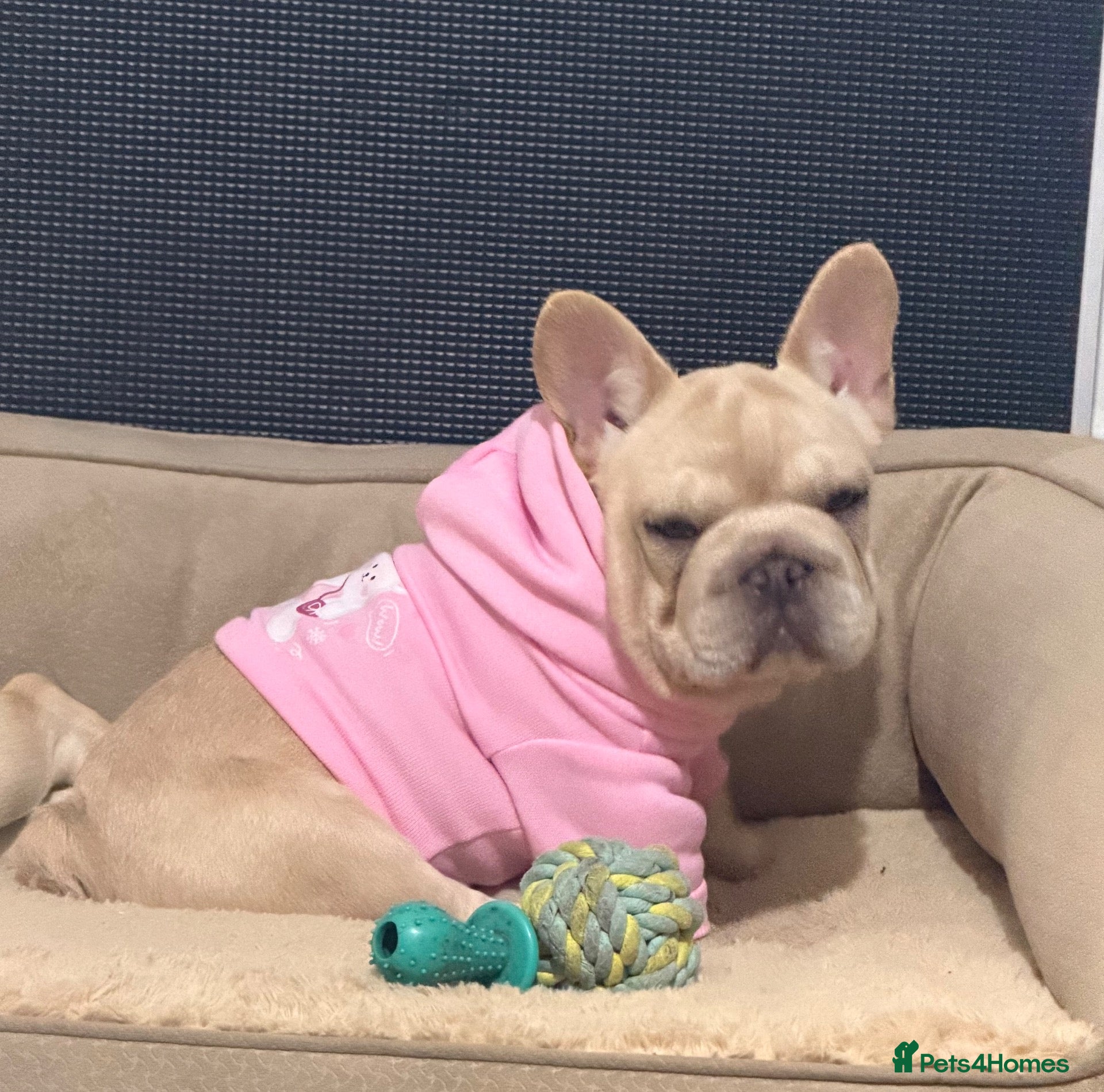 French Bulldog dogs  Last Girl/Health Tested Parent - Advert 2