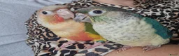 Conures birds for sale: Super tame fully hand reared baby's  - Advert 8