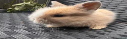Lionhead rabbits for sale: 2 female lion head  baby bunnies for sale  in Whitchurch - Advert 4