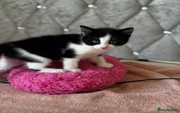 Mixed Breed cats for sale: 12-Week-Old Kittens Ready for Their Forever Homes - Image 6