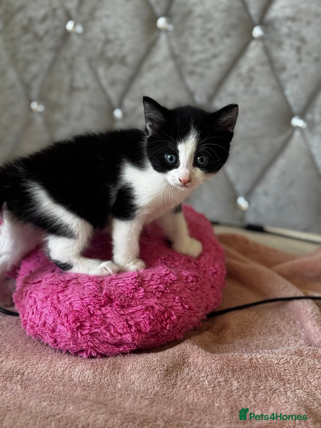 Mixed Breed cats for sale: 12-Week-Old Kittens Ready for Their Forever Homes - Image 6
