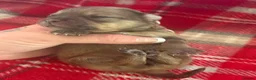 Pomchi dogs for sale: Pomchi Puppies - Advert 6
