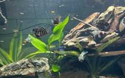 Cichlids fish for sale: Polar Blue Parrot Fish - Image 1