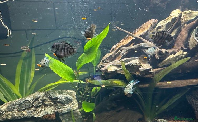 Cichlids fish - Advert 1
