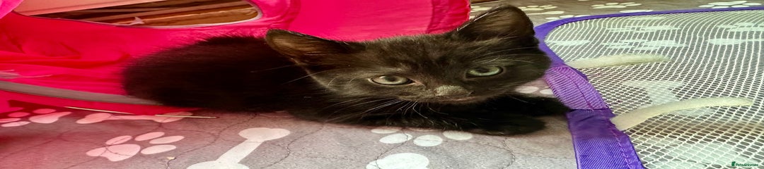 Mixed Breed Kitten 3