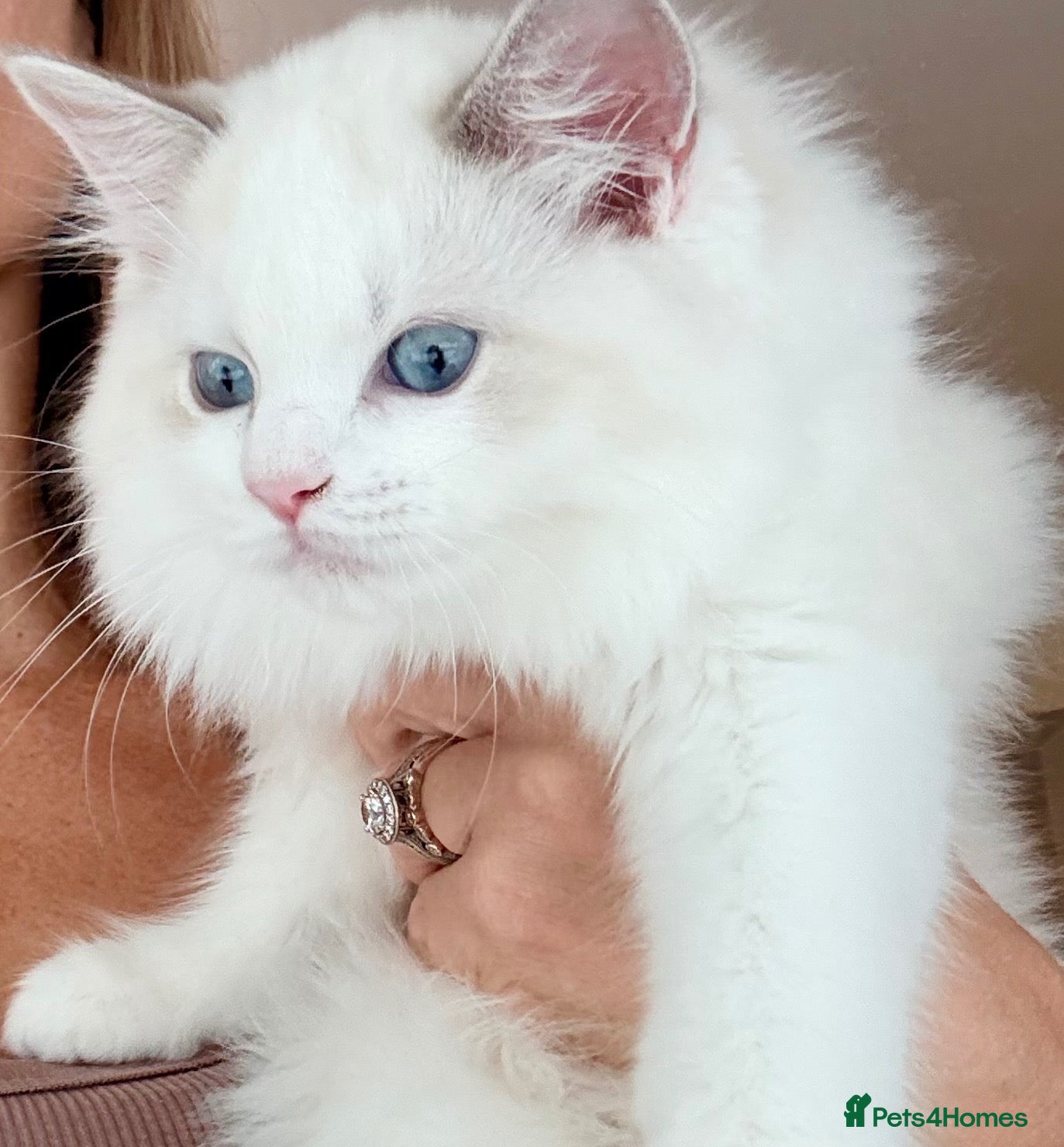 Ragdoll cats Gorgeous Tica registered Ragdoll kitten 1 Girl  - Advert 3
