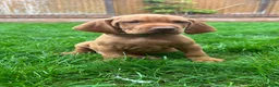 Hungarian Vizsla dogs for sale: EXCEPTIONAL HUNGARIAN VIZSLA PUPPIES - Advert 15