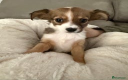 Chipoo dogs for sale: Chipoo puppies - Image 8