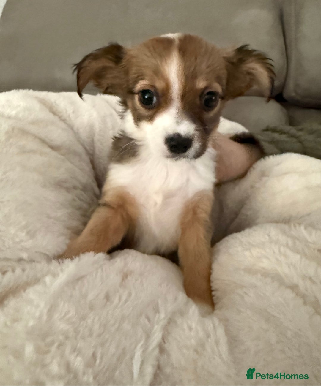 Chipoo dogs for sale: Chipoo puppies - Image 8