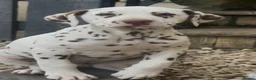 Dalmatian dogs for sale: Last girl Dalmatian Pupppy - Advert 6