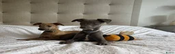 Whippet dogs for sale: Beautiful KC Registered Whippets  - Advert 6