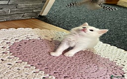 Turkish Angora cats for sale: Beautiful Fluffy Turkish angora  - girl - Image 10