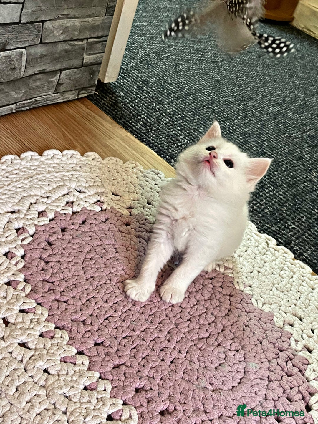Turkish Angora cats for sale: Beautiful Fluffy Turkish angora  - girl - Image 10