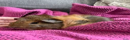 Guinea Pig rodents for sale: Gorgeous Female Guinea Pigs - Advert 5