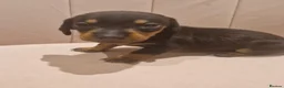 Miniature Dachshund dogs for sale: KC Reg smooth haired daxies - Advert 5