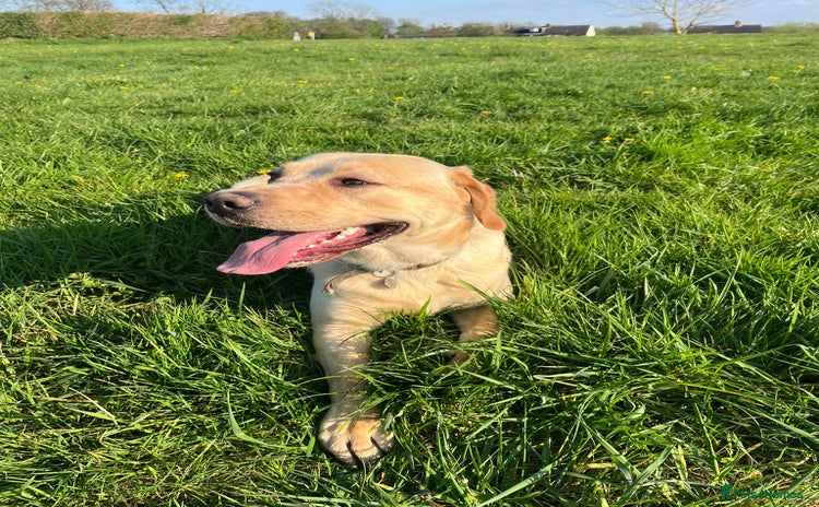 Labrador Retriever dogs - Advert 9