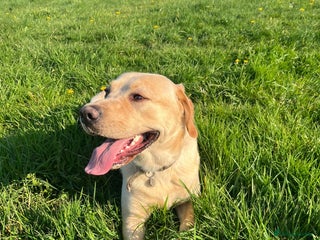 Labrador Retriever dogs - Advert 15