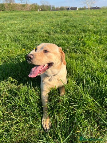 Labrador Retriever dogs - Advert 1