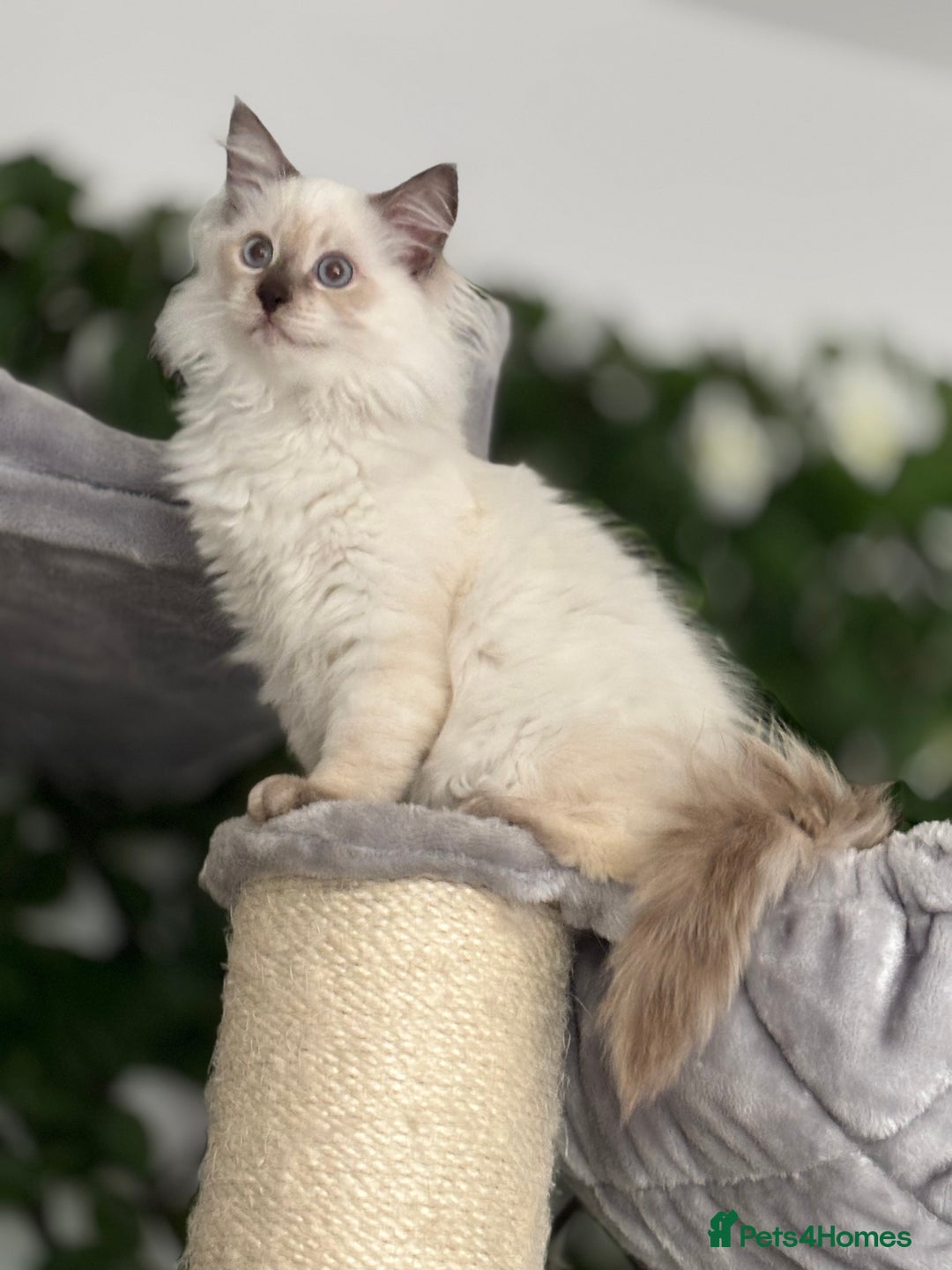 Ragdoll cats for sale: TICA, DNA tested, 5 gen pedigree  - Image 21