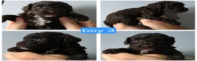 Cockapoo 3