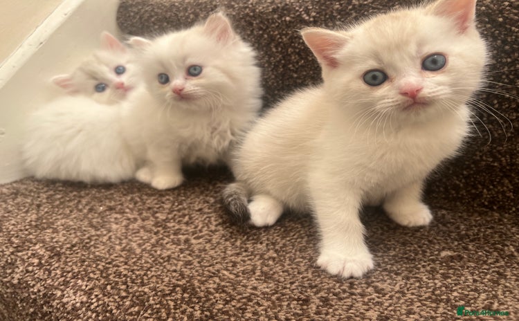 British Shorthair cats - Advert 4