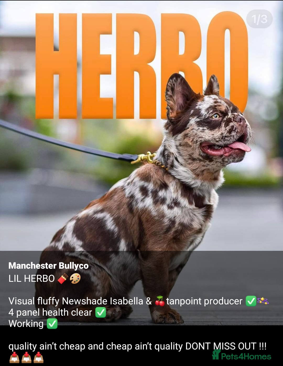 French Bulldog dogs for stud: New shade fluffy merle  in Sheffield - Image 11