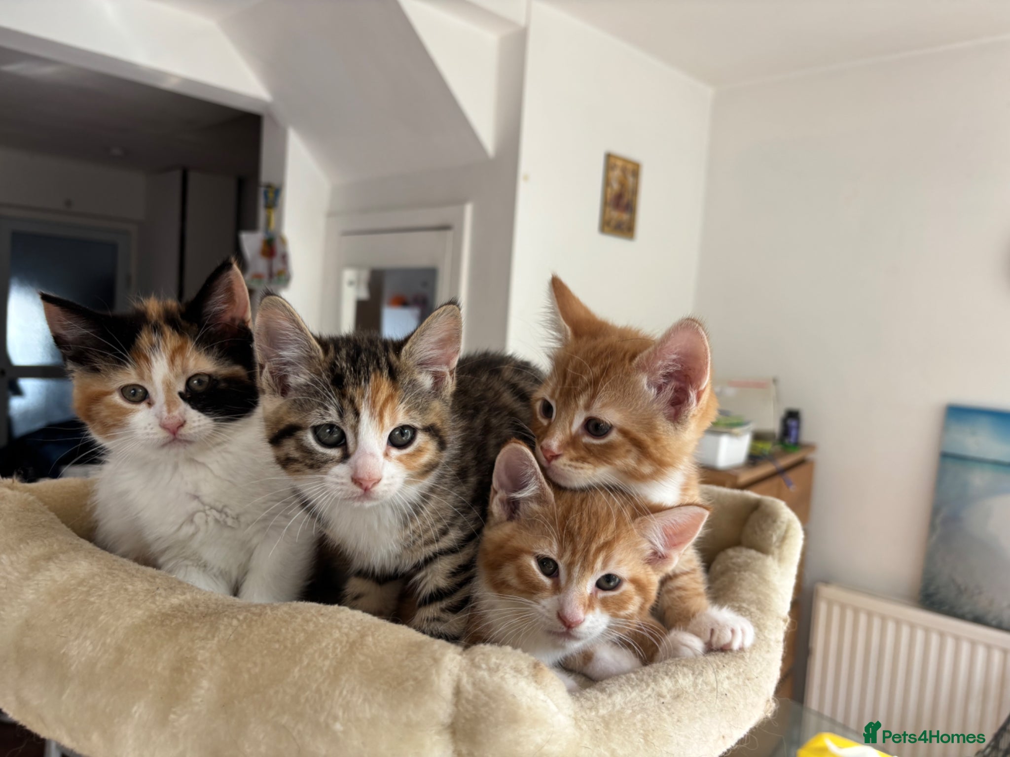 Mixed Breed cats Litter of 4 Kittens Ready for Their Forever Homes! - Advert 8