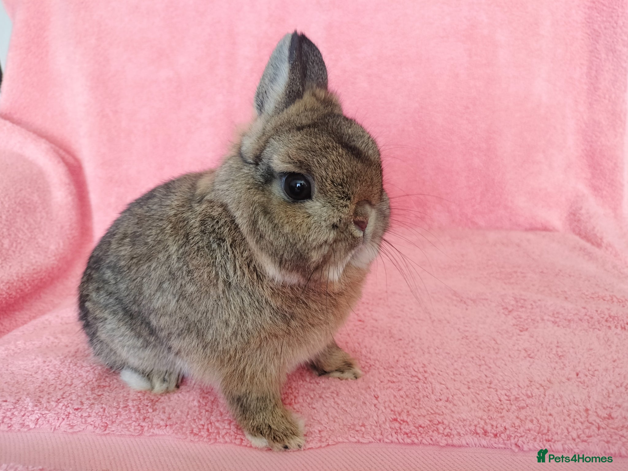 Netherland Dwarf rabbits Netherland dwarf for sale  - Advert 3