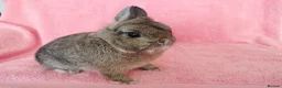 Netherland Dwarf rabbits for sale: Netherland dwarf for sale  - Advert 1