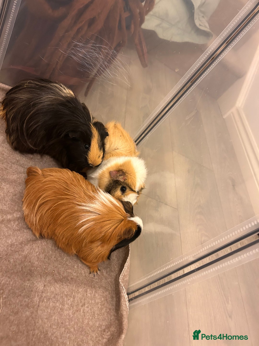 Guinea Pig rodents for sale: Gorgeous female guinea pigs - Advert 7