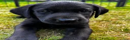 Labrador Retriever dogs for sale: KC Reg Puppies, FTCH Bred with versatility in mind - Advert 14