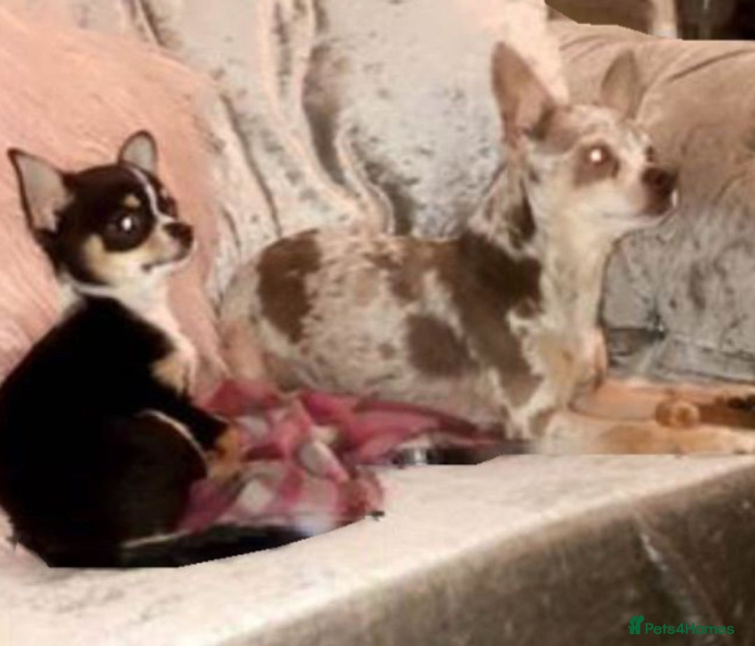 Chihuahua dogs for sale: Loving home needed🐶🐾🩷 - Image 2
