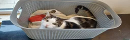 Domestic Shorthair cats for sale: Male semi feral cat in Kilmarnock - Advert 6