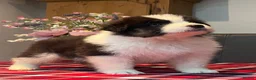 Australian Shepherd dogs for sale: STUNNING AUSTRALIAN SHEPHERD PUPPIES  - Advert 5