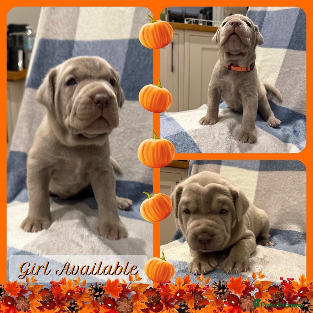 Mastiff dogs for sale: Neapolitan x Cane Corso Mix - Advert 15